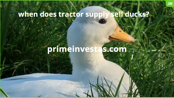 when does tractor supply sell ducks?