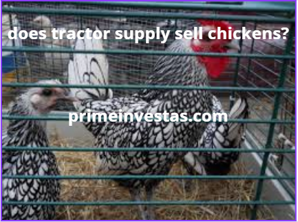 does tractor supply sell chickens?