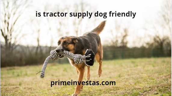 is tractor supply dog friendly?