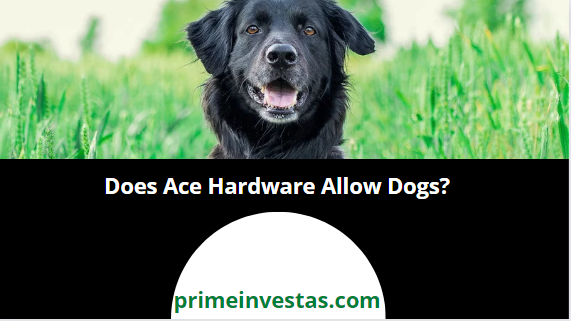 does ace allow dogs